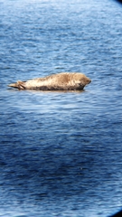 Halichoerus grypus grypus