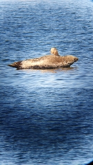 Halichoerus grypus grypus