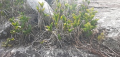 Tridactyle bicaudata rupestris