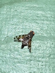 Pseudotephritis vau