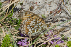 Argynnis niobe