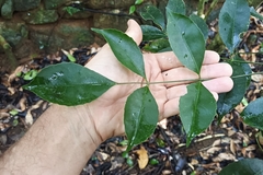 Turpinia montana