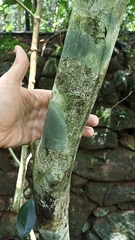 Turpinia montana