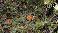 Banksia grossa