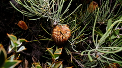 Banksia grossa