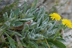 Hieracium tomentosum