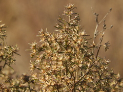 Baccharis linearifolia