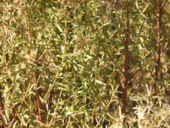 Baccharis linearifolia