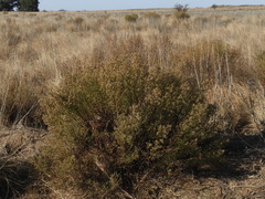 Baccharis linearifolia