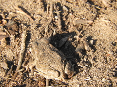 Rhinella arenarum