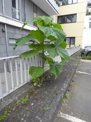 Paulownia tomentosa