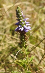 Veronica barrelieri
