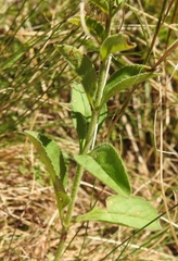 Veronica barrelieri