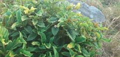 Mitriostigma axillare