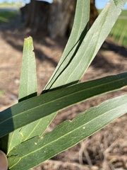Eucalyptus elata