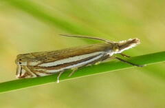 Crambus awemellus