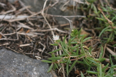 Delosperma lineare