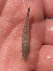 Crangon septemspinosa