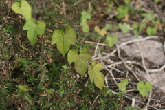Ipomoea ficifolia