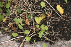 Ipomoea ficifolia