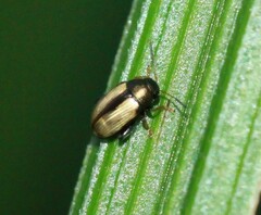 Chaetocnema conducta