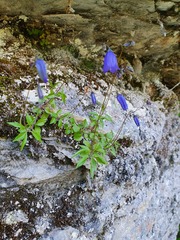 Campanula cochleariifolia