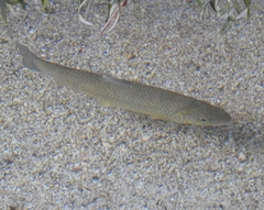 Salmo marmoratus