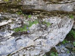 Campanula cochleariifolia
