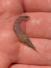 Crangon septemspinosa