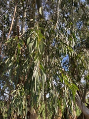 Eucalyptus elata