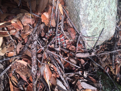 Lampropeltis knoblochi