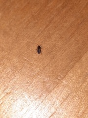 Hymenoptera
