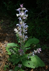 Salvia sclarea