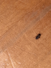 Hymenoptera