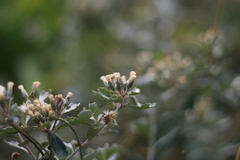 Tarchonanthus trilobus