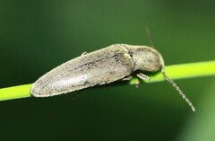 Synaptus filiformis