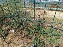 Limonium sinuatum