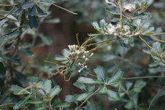 Tarchonanthus trilobus