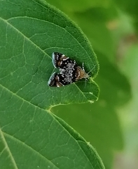 Prochoreutis sehestediana