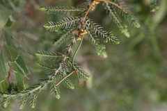 Cassytha pondoensis