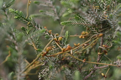Cassytha pondoensis