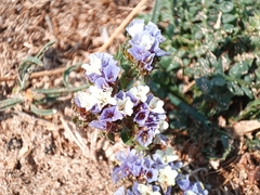 Limonium sinuatum