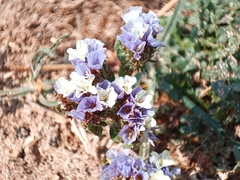 Limonium sinuatum