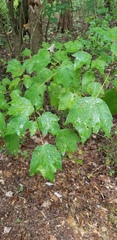 Acer rubrum drummondii