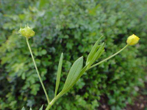 iskerník roľný (Ranunculus arvensis)