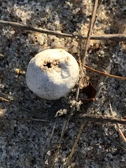 Scleroderma septentrionale