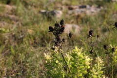 Leucadendron pondoense