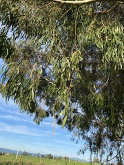 Eucalyptus elata