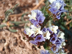 Limonium sinuatum