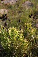 Leucadendron pondoense
